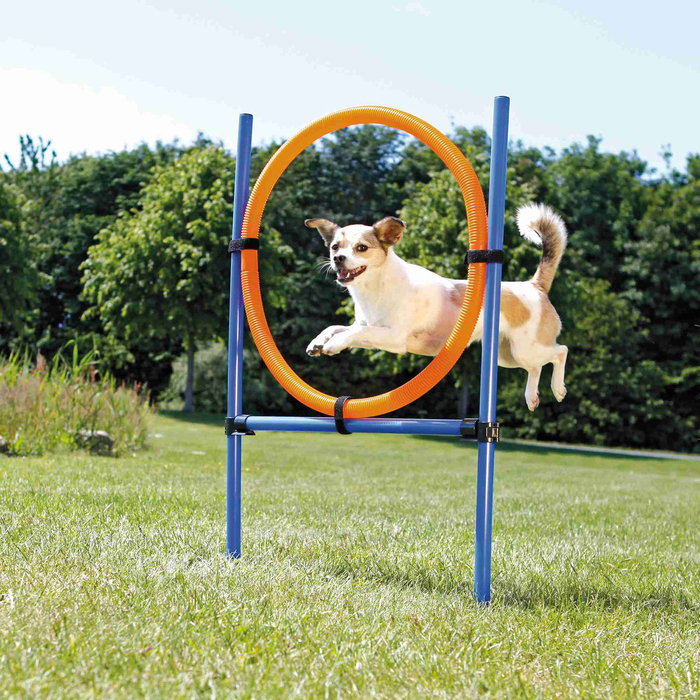 Aro para Agility