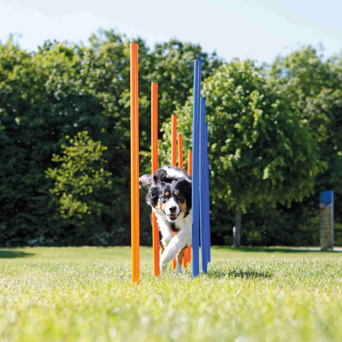 Eslalon para Agility