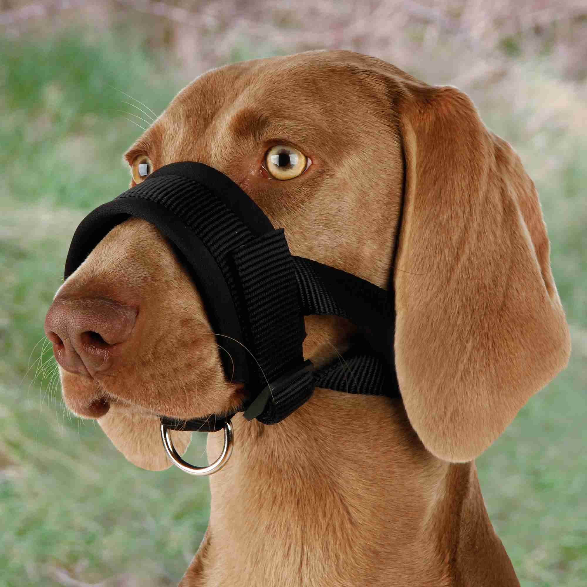 Bozal Lazo Nylon, Entrenamiento, L, 18-30 cm, Negro
