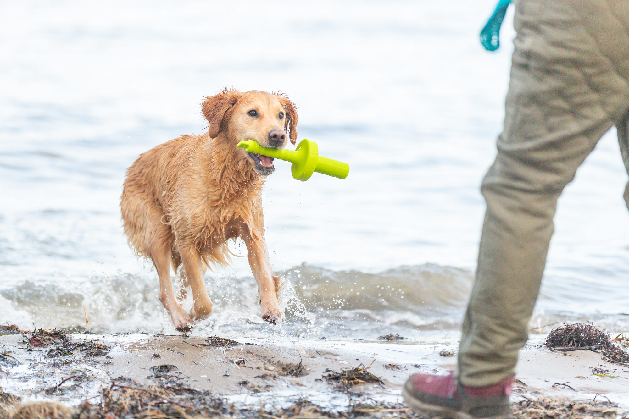 Dog Activity, Poliuretano, Mot-Aqua, 29 cm
