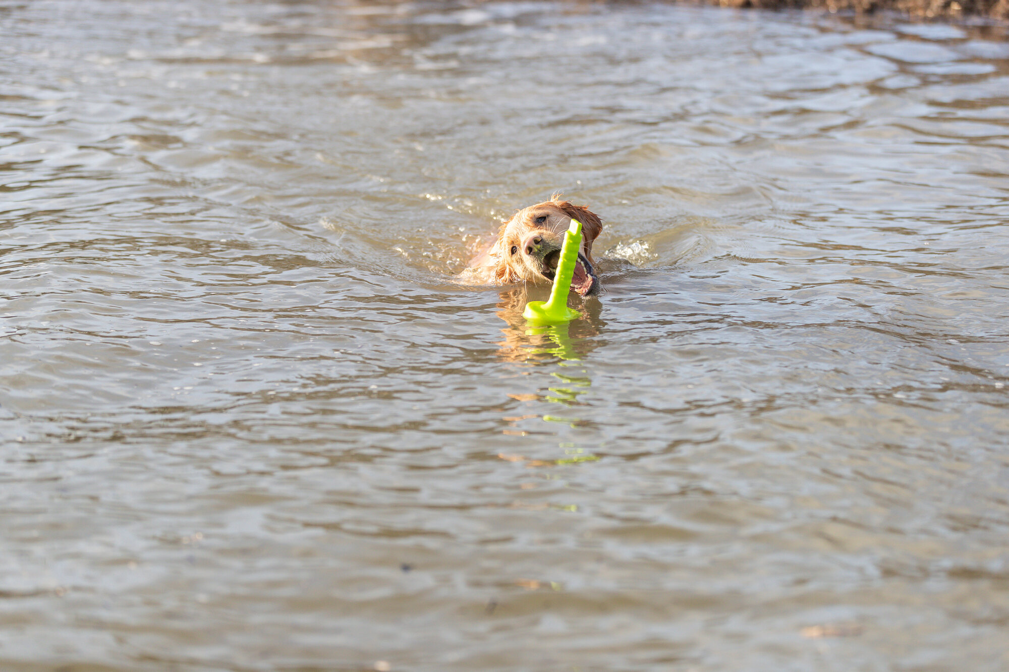 Dog Activity, Poliuretano, Mot-Aqua, 29 cm