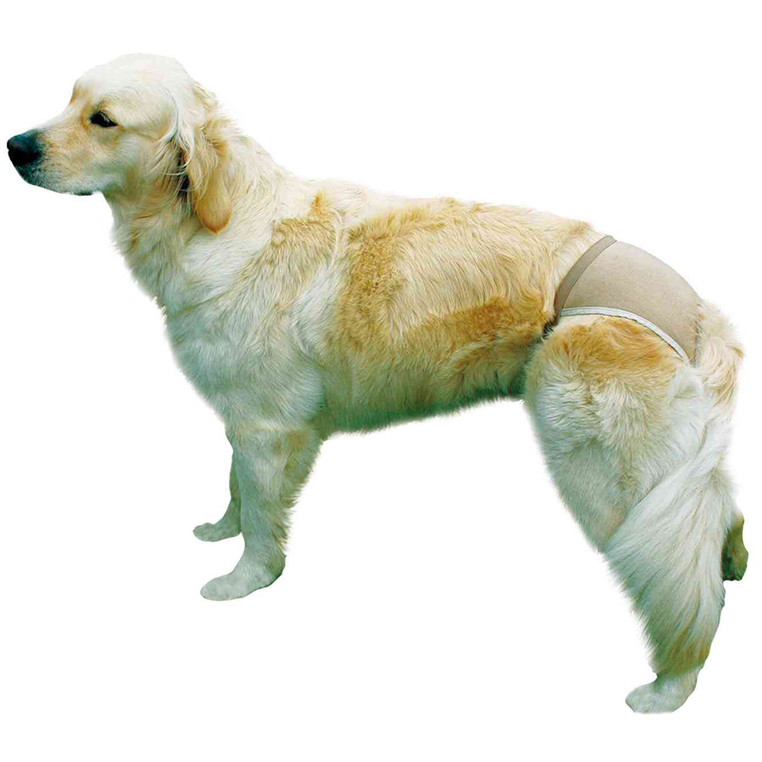 Braguitas perros, S, 24-31 cm, Beige