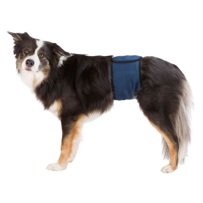 Banda Abdomen para Perros Macho