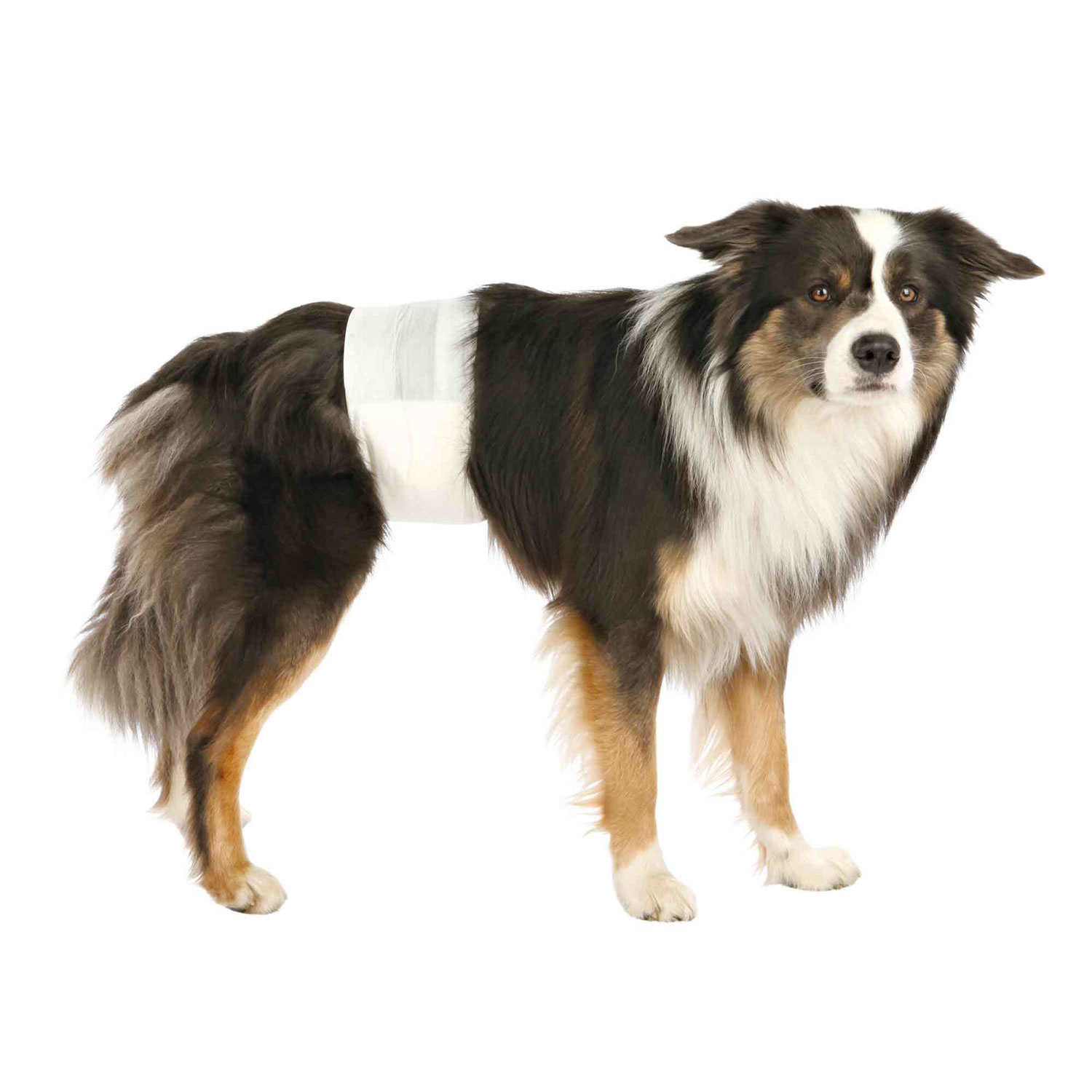 12 Pañales para Perro Macho, S-M, 30-46 cm