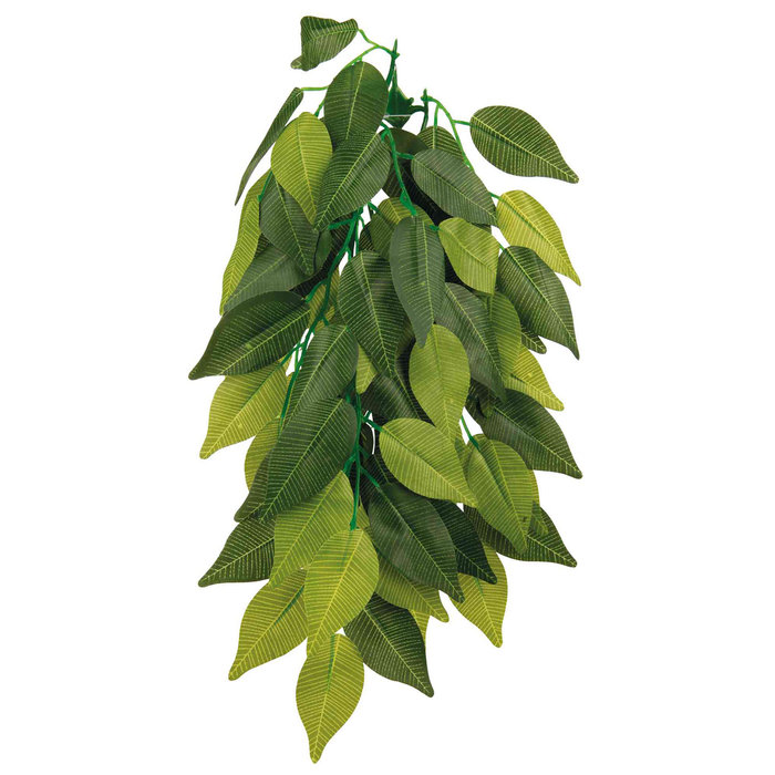 Planta Colgante Seda, Ficus