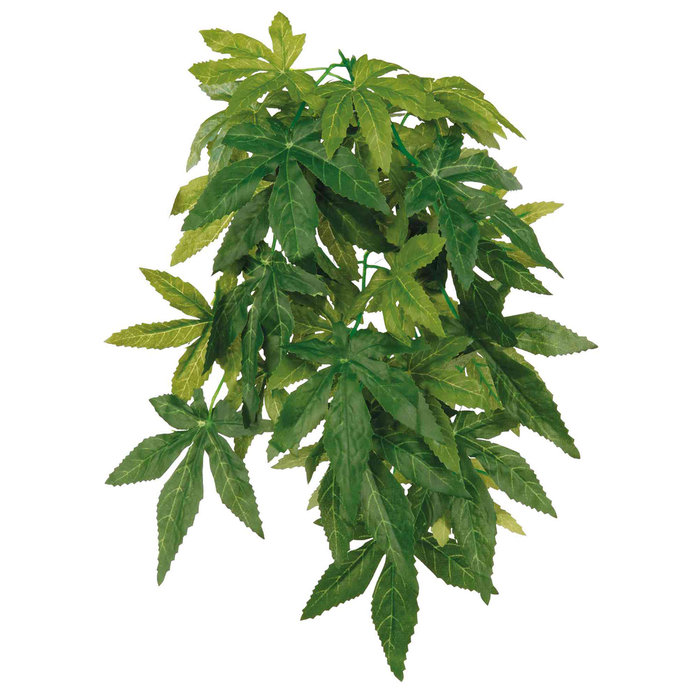 Planta Colgante Seda, Abutilón