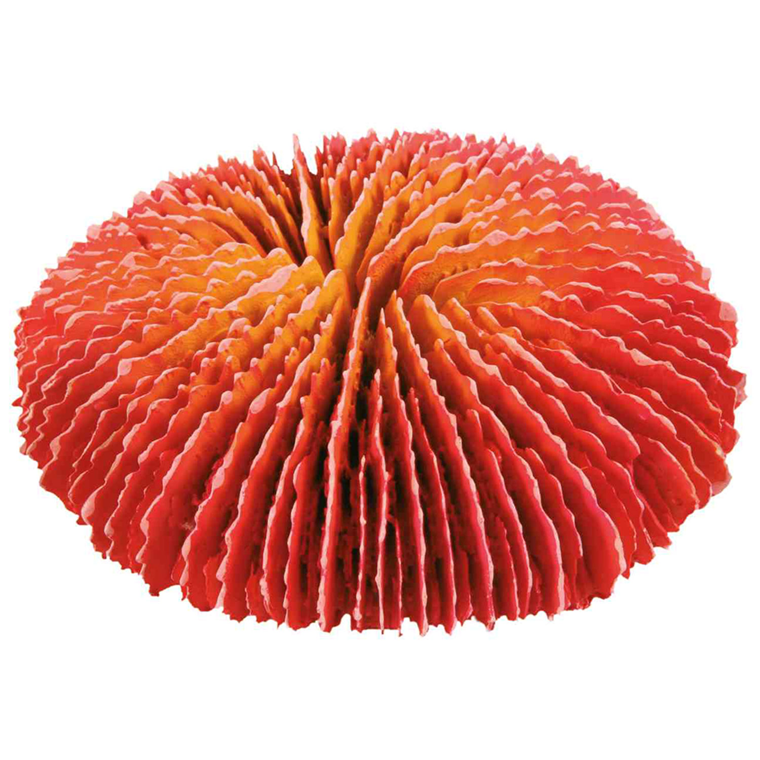 Set de Corales, 10-13 cm