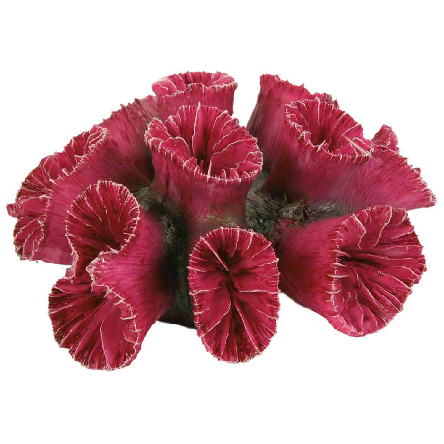 Set de Corales, 10-13 cm