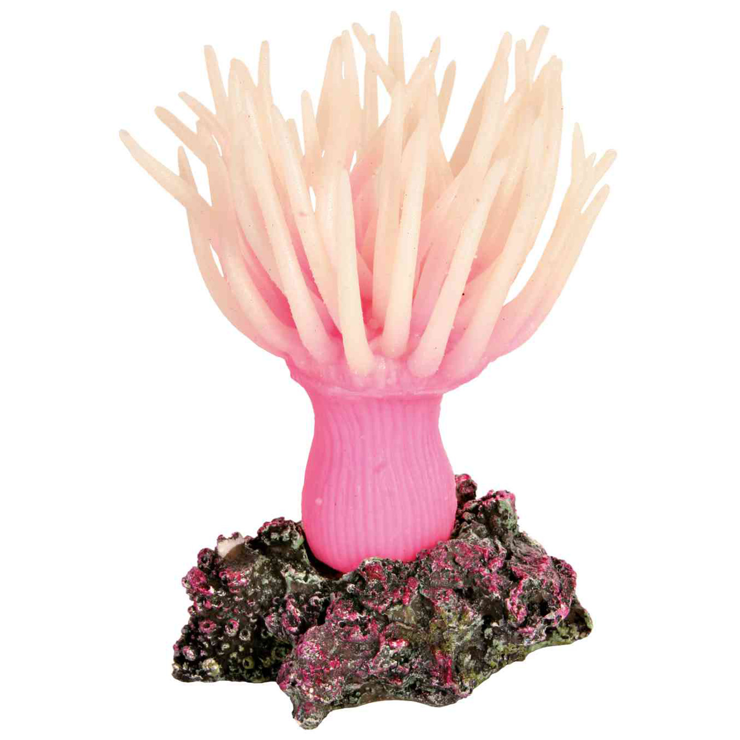 Anémona marina, 11 cm