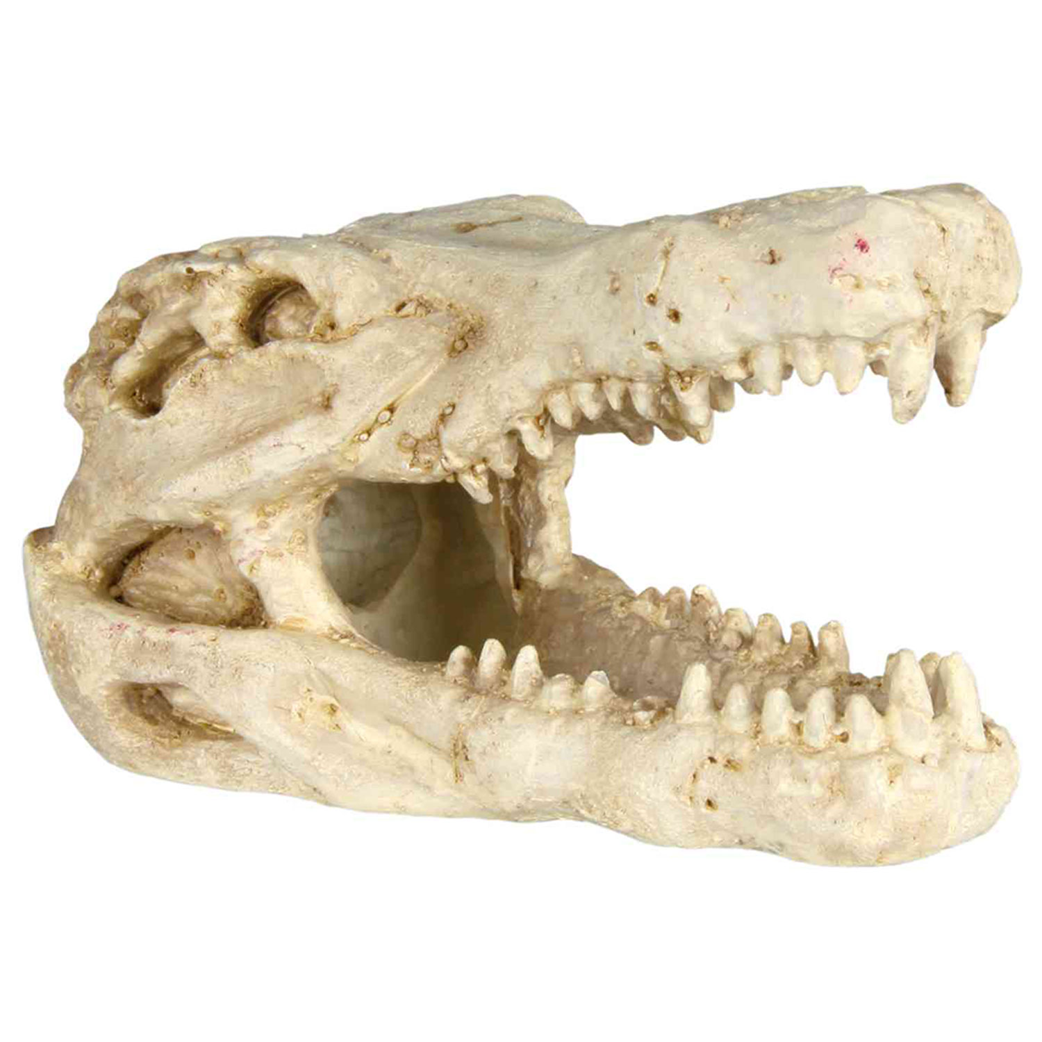 Set de Cráneos, 8-11 cm