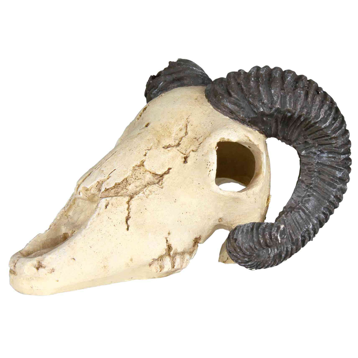 Set de Cráneos, 8-11 cm