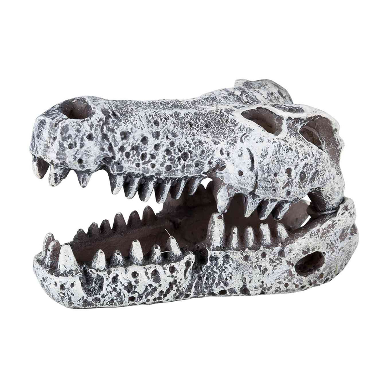 Set de Cráneos dinosaurios, 6 cm