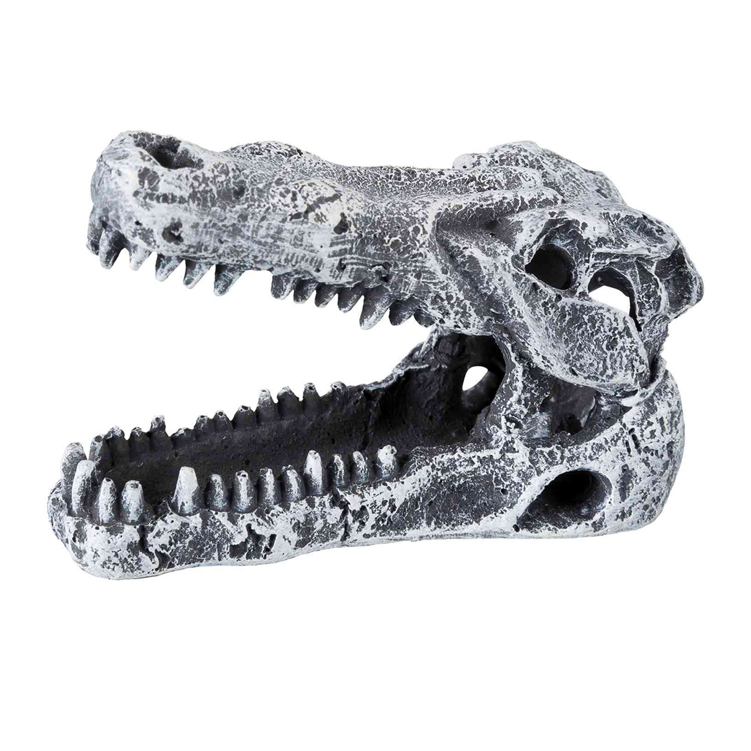 Set de Cráneos dinosaurios, 6 cm