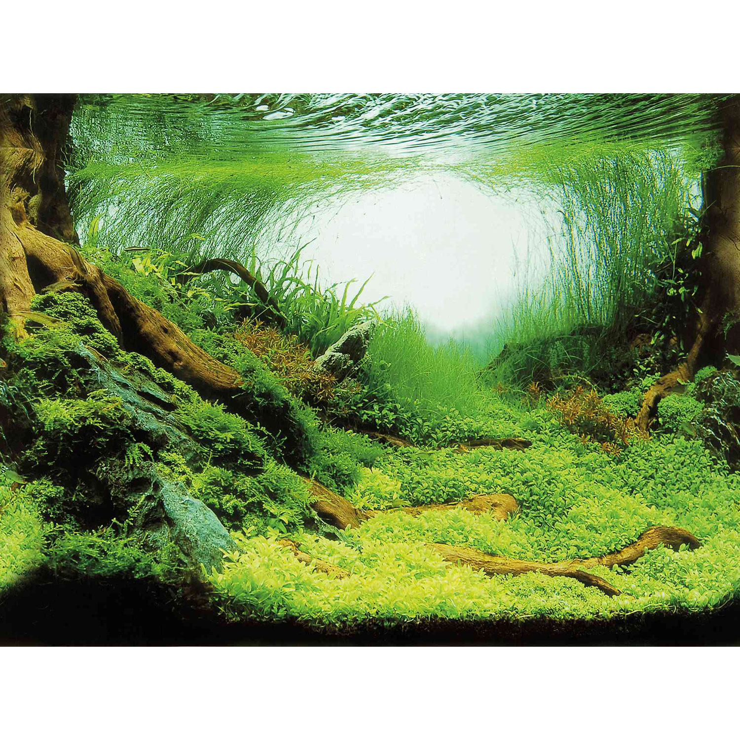 Fondo Decorativo Acuarios, Doble, 60 x 30 cm