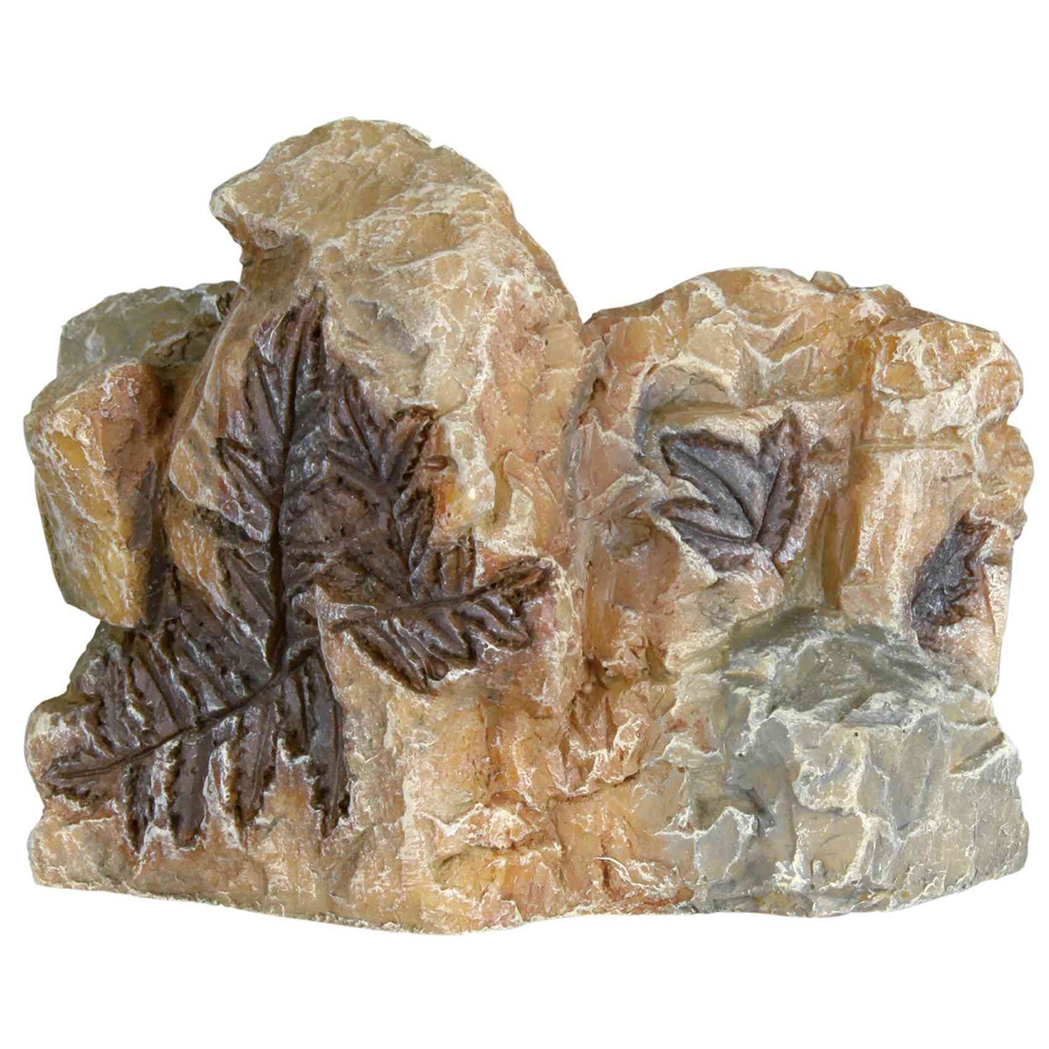 Set de Fósiles, 10 cm