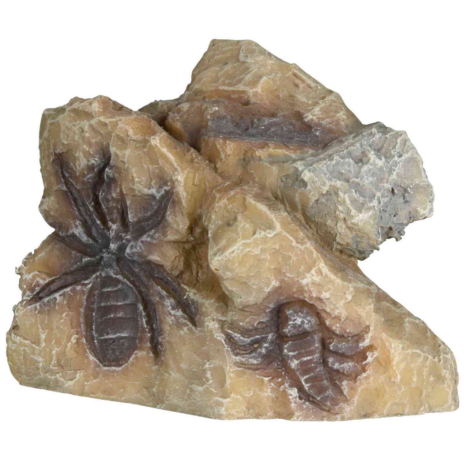 Set de Fósiles, 10 cm