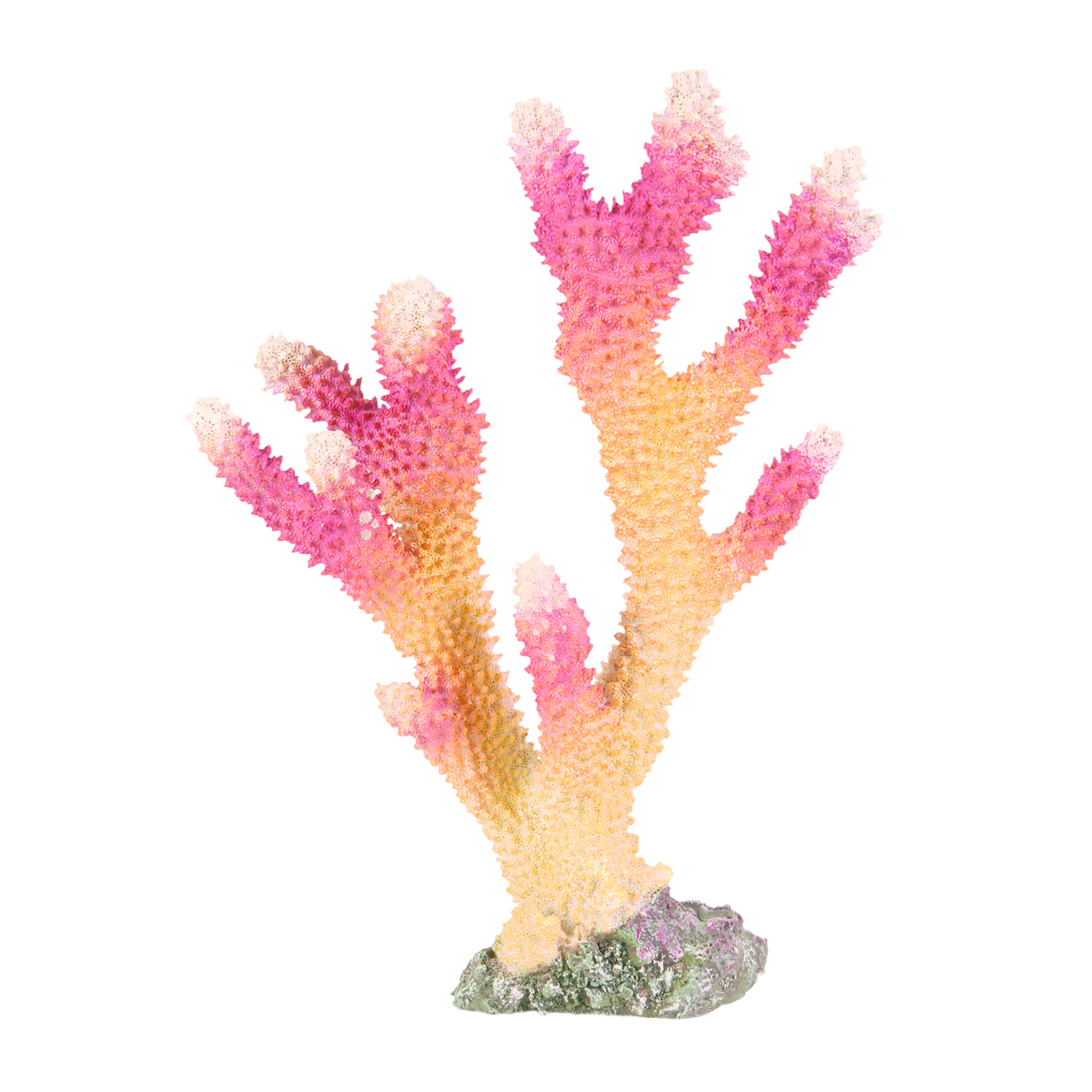 Coral, 26 cm