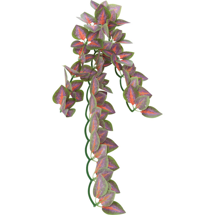 Planta Colgante Seda, Folium Perillae