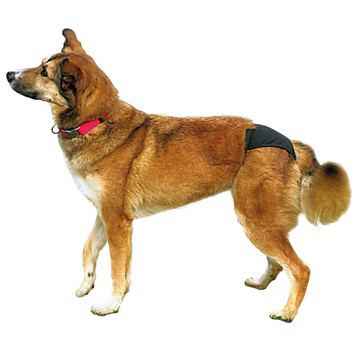 Braguitas perros, S, 24-31 cm, Negro