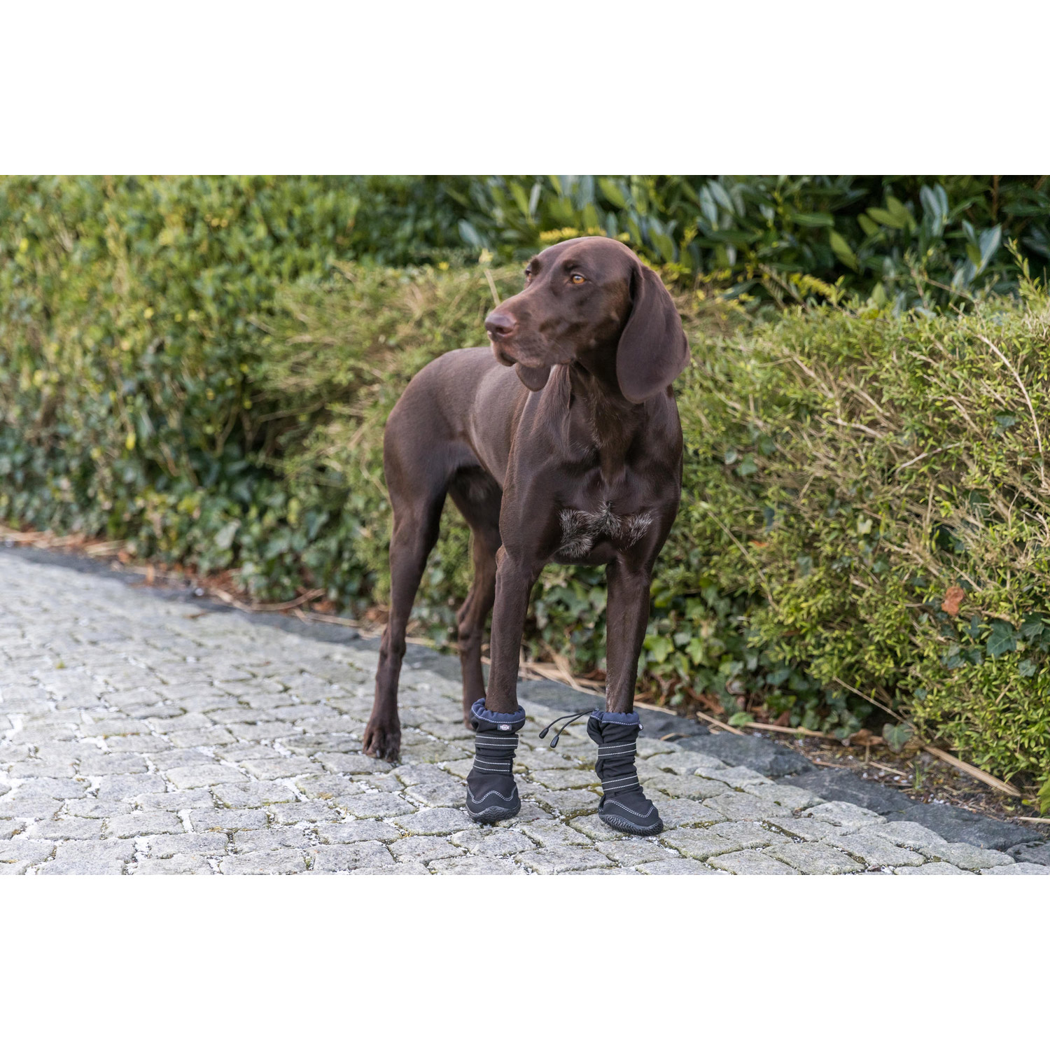 Andador de protección de patas activo largo, XS–S, Negro