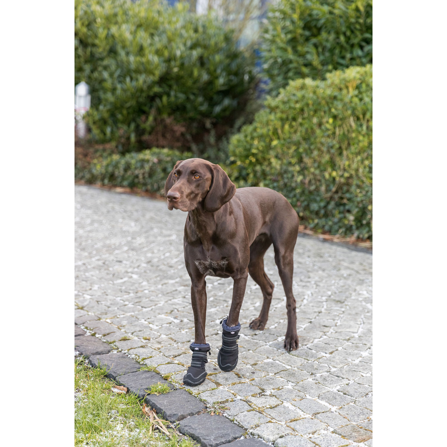 Andador de protección de patas activo largo, XS–S, Negro