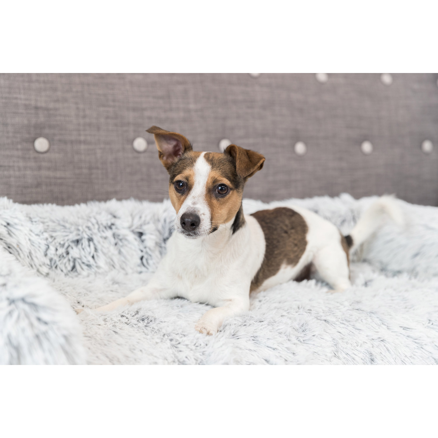 Protector de Muebles Cama para Perros Harvey, Blanco-Negro, 70 × 90 cm