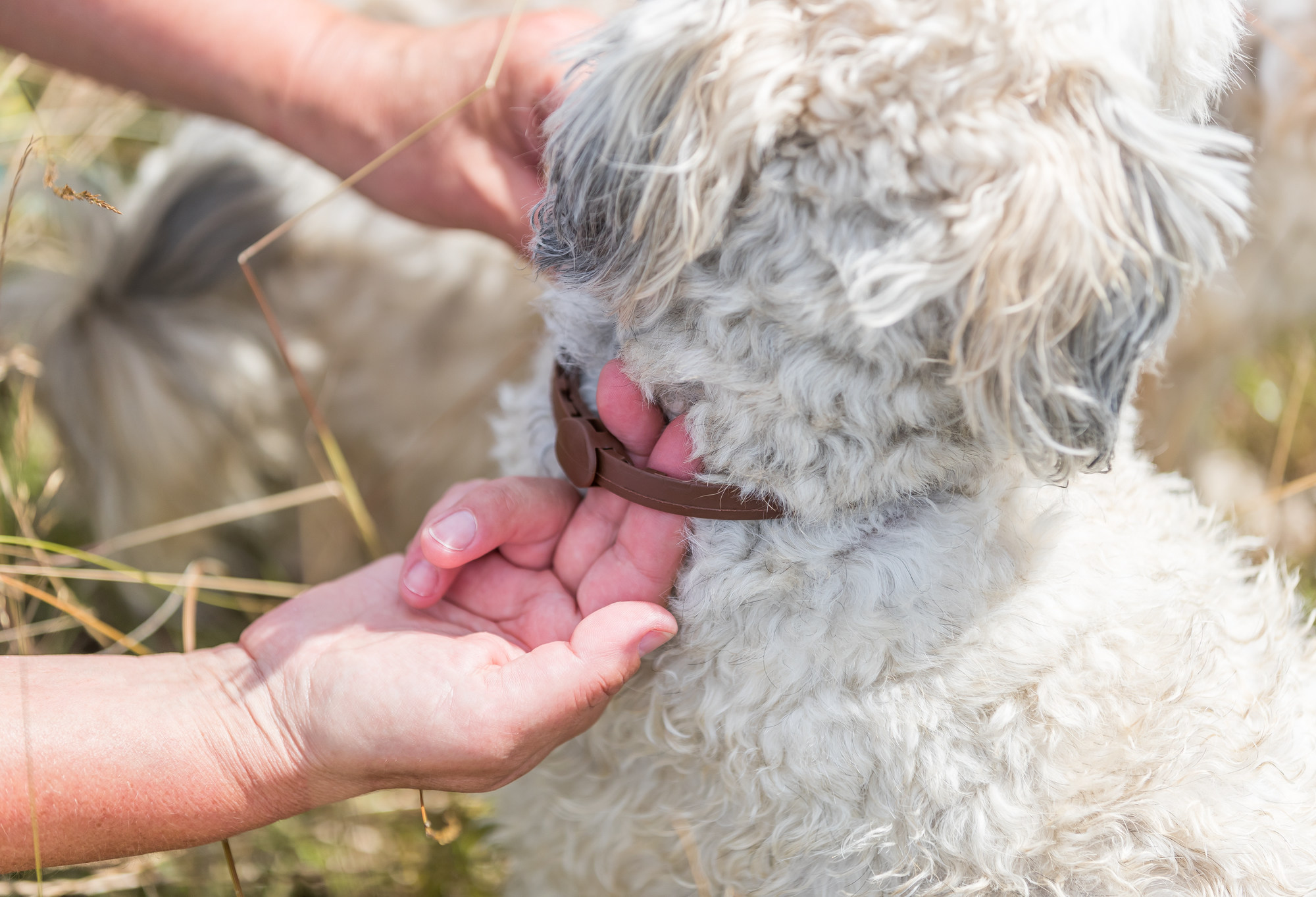 Leer mensaje completo: LA CONSULTA A CARLOS: Mi perro, un Mastín del Pirineo, fue tratado de Babesiosis. Me preocupa que en la temporada de primavera pueda volver a contagiarse. ¿Qué debo hacer?