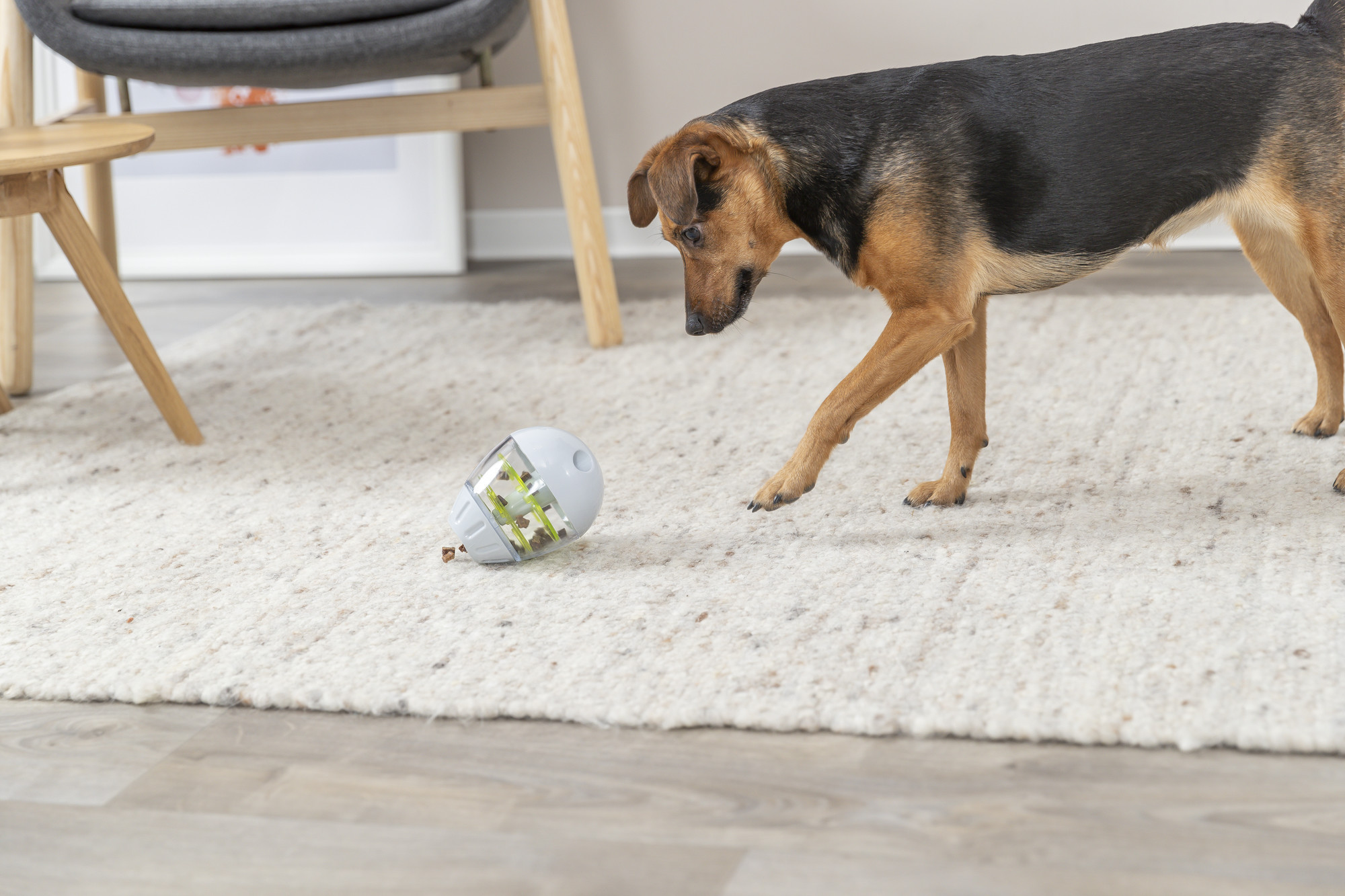 Leer mensaje completo: LA CONSULTA  A CARLOS: Estoy planteándome esterilizar a mi perro. Me gustaría que me comentaran cuales son los principales beneficios que aporta esta cirugía.